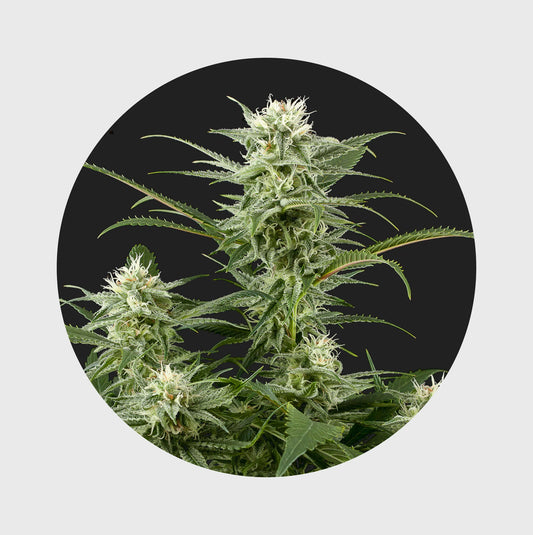 Amsterdams Finest Amnesia Haze 22% THC 🌱 full season 3 Seeds