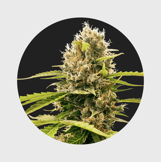 Legendary Cali Genetics Seeds Cream Mandarine 18% THC 🌱 auto flowering 3 Seeds