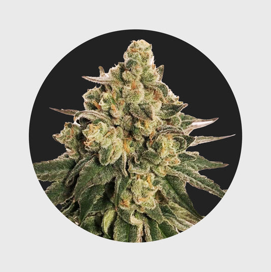 Cali Genetics MAC 20% THC 🌱 auto flower 3 Seeds