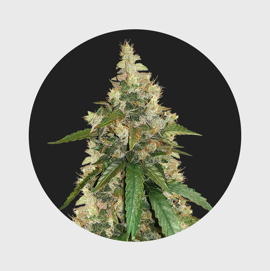 Amsterdams Finest Super Skunk 22% THC auto flowering 3 Seeds