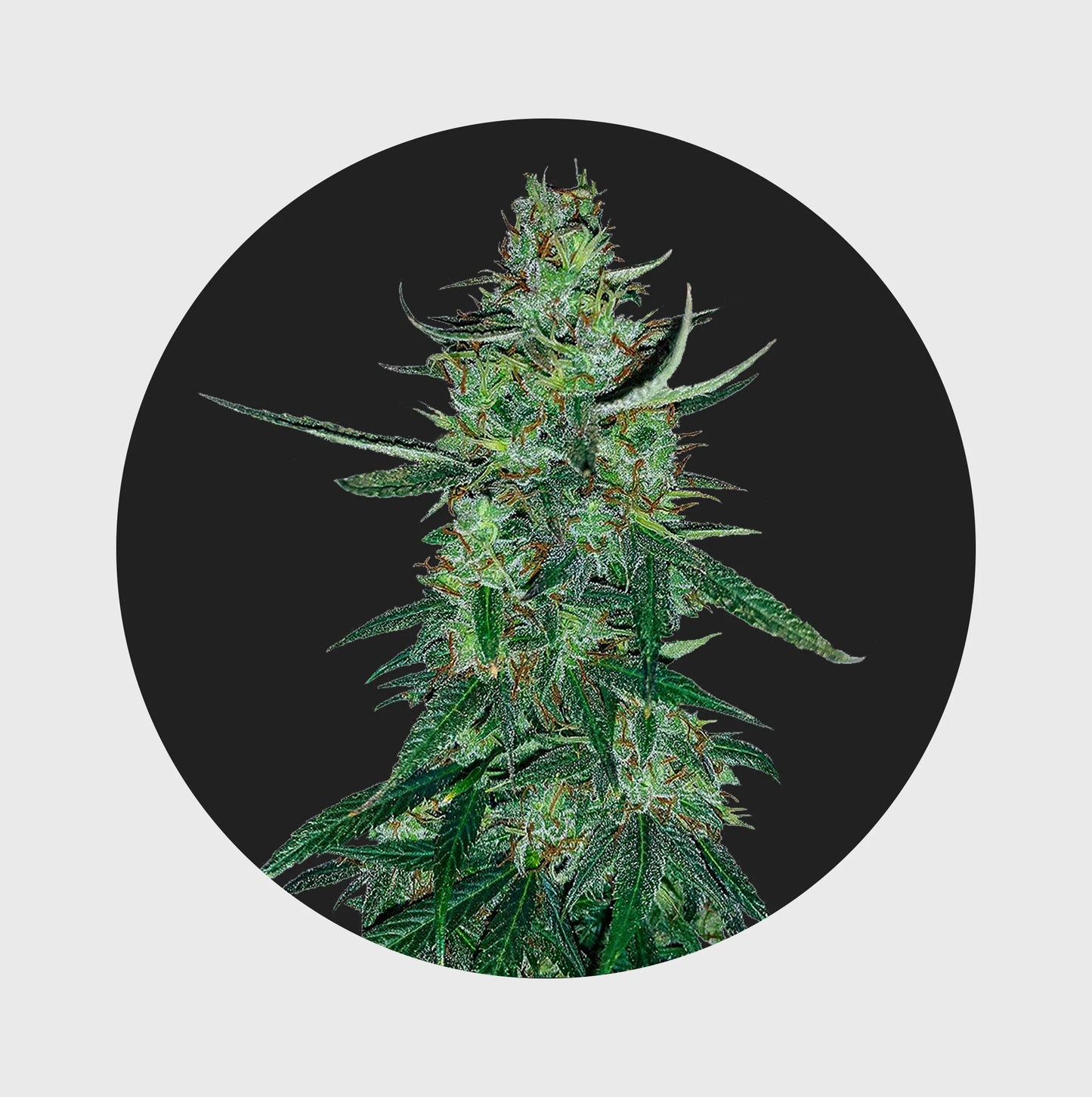 Amsterdams Finest White Widow 22,5% THC 🌱 auto flowering 3 Seeds